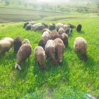 گوسفند قوچ و میش و بره بره چاق