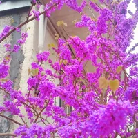 اجاره خانه ویلایی ۸۰ متری ۱ خوابه