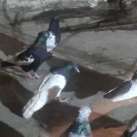 کله سیاه|پرنده|بهبهان, |دیوار