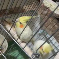 فروش عروس هلندی مولد|پرنده|اصفهان, ارداجی|دیوار