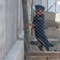 روتوایلر