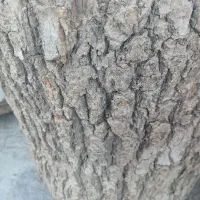 خرید چوب مرکبات وهرس وبرش هر نوع درختی بجز جنگلی|خدمات باغبانی و درختکاری|کازرون, |دیوار