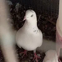 کفتر پتی والا