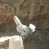 مرغ خروس گلین|حیوانات مزرعه|شیراز, گویم|دیوار