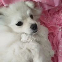 سگ آپارتمانی