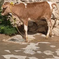 گوساله