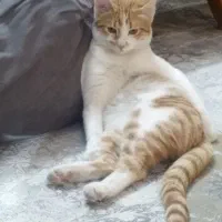یک گربه خونگی اروم بی آزار سه ماهه با وسایل