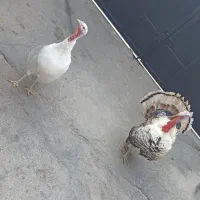 بوقلمون نر و ماده