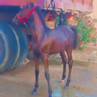 کره نریون درجه یک