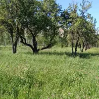 باغ-واقع-در-روستای-گجوت-دو-قطعه-پشت-چای-باغچاسی