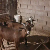 نر بز آلپاین|حیوانات مزرعه|کشکوئیه, |دیوار