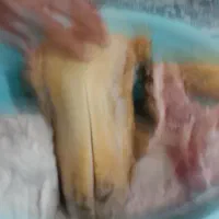 پاک کردن کله پاچه|خدمات پذیرایی، مراسم|دوگنبدان, |دیوار