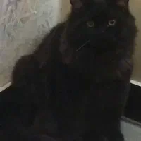 گربه ی پرشین فولد پوزه دار