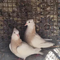 قروش کبوتر طوقی شازده ای درجه یک