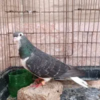 ساده مگسی|پرنده|مشهد, موعود|دیوار