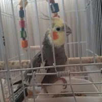 عروس هلندی نر و جوان