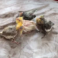 جوجه عروس هلندی