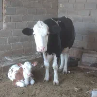 گاو ماده سیمینتال دوقلو زا