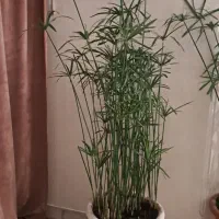 نخل مرداب|گل و گیاه طبیعی|تهران, قیطریه|دیوار