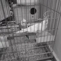 باسلام عروس هلندی مولد وسه عدد تخم|پرنده|ری, شهادت|دیوار