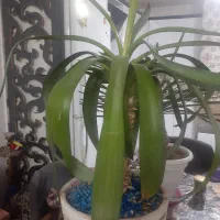 درخچه|گل و گیاه طبیعی|پاکدشت, پاکدشت (مامازند)|دیوار