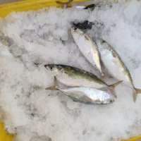 یخچال پراید وانت ماهی ومیگو