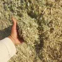 فروش علوفه  زمین
