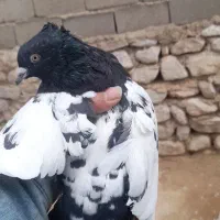 کفترسینه|پرنده|شیروان (خراسان), |دیوار