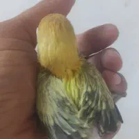 سرلاکی برزیلی پاربلو و یووینگ گلد و راهب|پرنده|سوسنگرد, |دیوار