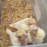 جوجه عروس هلندی سرلاکی