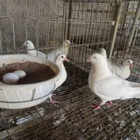 فروش ویژه کبوتر های امریکایی نژاد گوشتی و ارسال