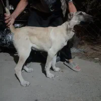 توله سگ سرابی۵ماهه|سگ|میانه, |دیوار