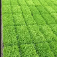 توم نشا هاشمی
