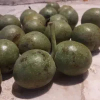 گردو فروشی|خوردنی و آشامیدنی|ارجمند, |دیوار
