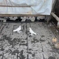 کبوتر|پرنده|تبریز, |دیوار