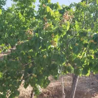 فروش باغ شهری تمام کار