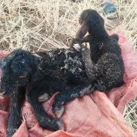 گله کامل فروش|حیوانات مزرعه|اسلام‌‌آباد غرب, |دیوار