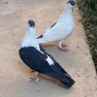 یک جفت کفتر به فروش می رسد