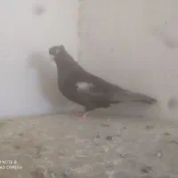 کبوتر تعدادی ماده