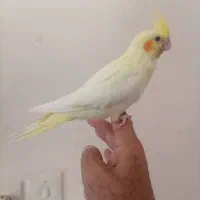 عروس هلندی لوتینو|پرنده|داراب, |دیوار