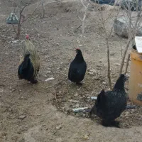 مرغ و خروس|حیوانات مزرعه|سبزوار, توحیدشهر|دیوار