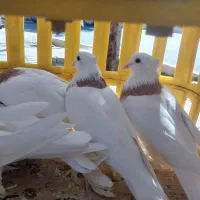 کفتر،جوجه بوقلمون گوشتی و یک جفت بوقلمون محلی