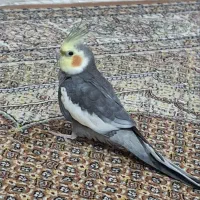 عروس هلندی نر