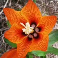 کبوتر کود کفتر|خدمات باغبانی و درختکاری|بهبهان, |دیوار