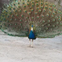 فروش یک عدد جوجه طاووس