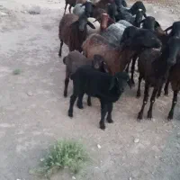 شیشک میش بره بز