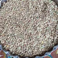 عدس تازه جون میده برا پختو کاشت