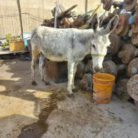 الاغ خر گله ای جوان