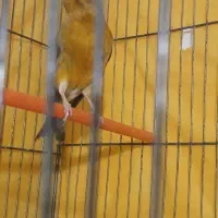 قناری تو سرخ اوپال به شرط جوجه دهی وخواندن بی وقفه