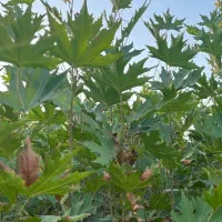 فروش نهال چنار|خدمات باغبانی و درختکاری|کردکوی, |دیوار